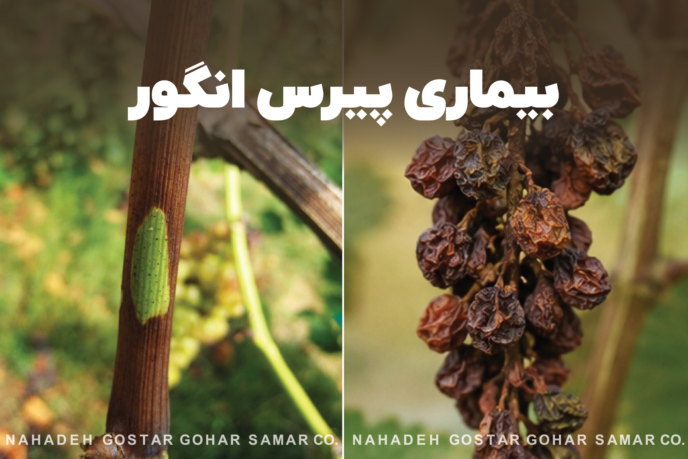 بیماری پیرس انگور